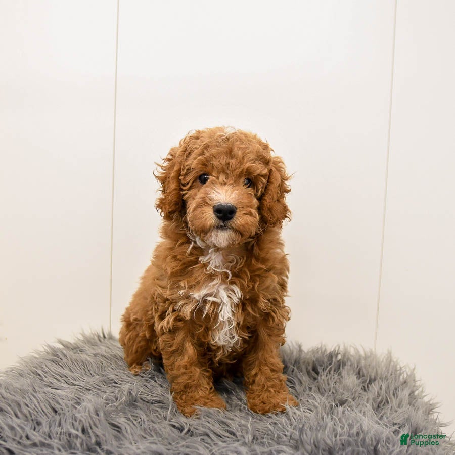 Cavapoo dogs Teddy - Ad 29