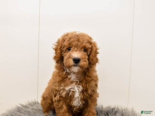 Cavapoo dogs Teddy - Ad 31