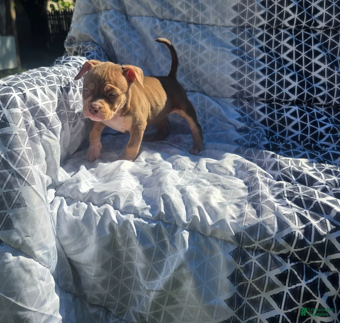 American Bully dogs for sale: Female 3 - Ad 2