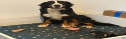 Bernese Mountain Dog dogs for sale: CamoGreen - Ad 16