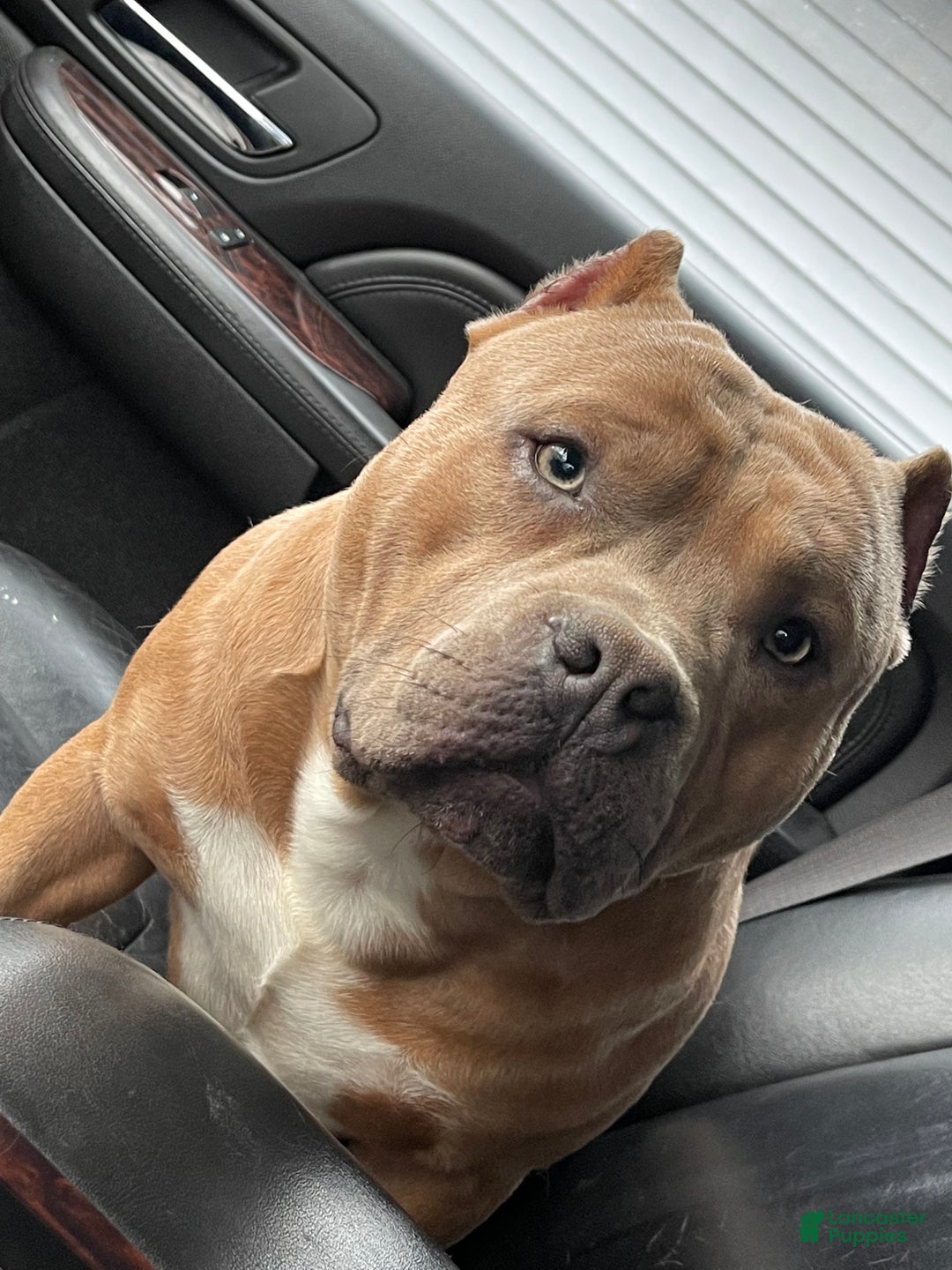 American Bully dogs for sale: Goten - American Bully Neutered - Ad 1