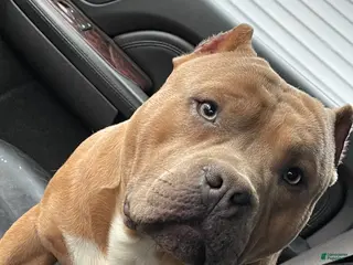 American Bully dogs Goten - American Bully Neutered - Ad 26