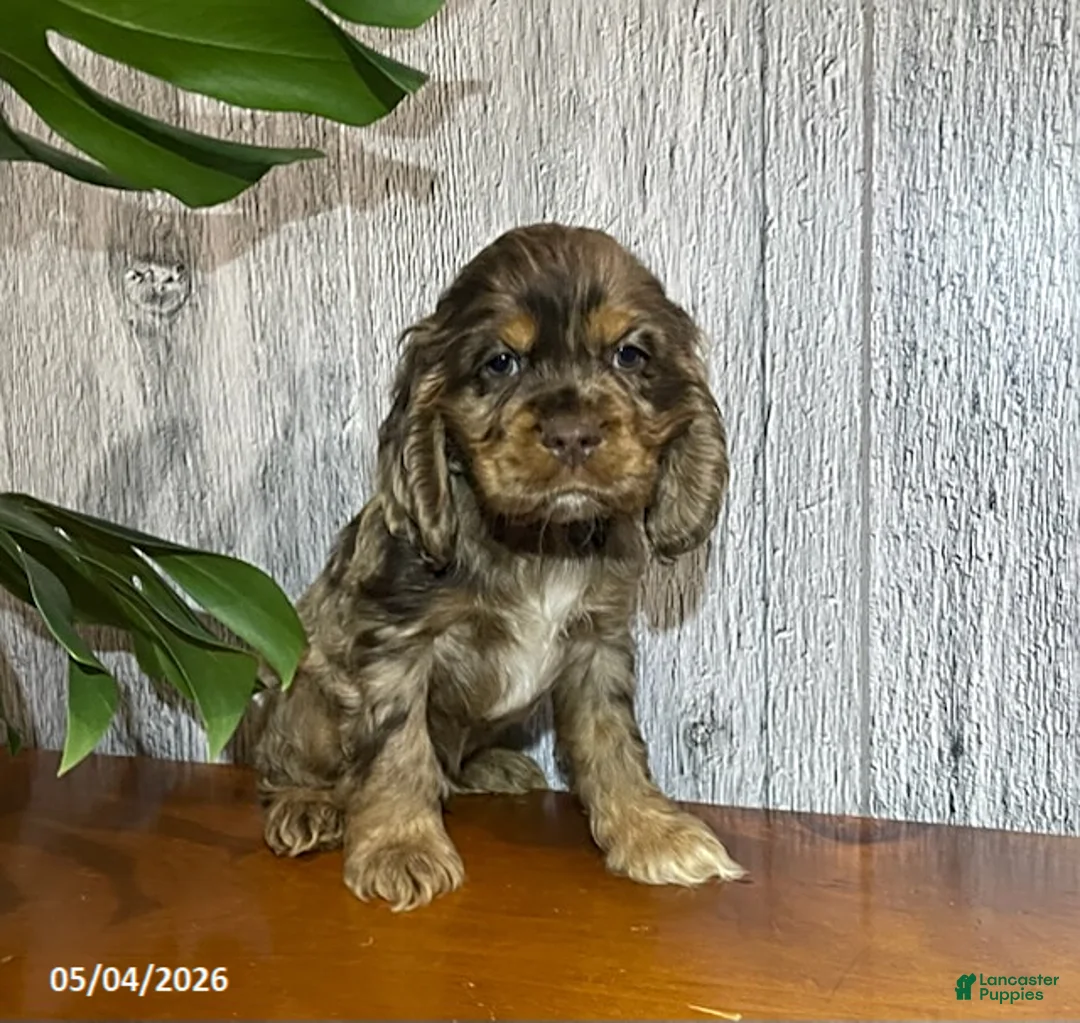 Cocker Spaniel dogs for sale: Arlin - Ad 1