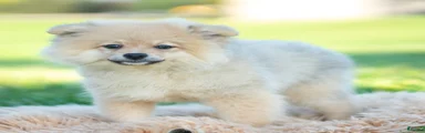 franklin AKC