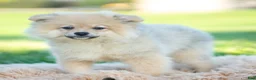 Pomeranian dogs for sale: franklin AKC - Ad 1