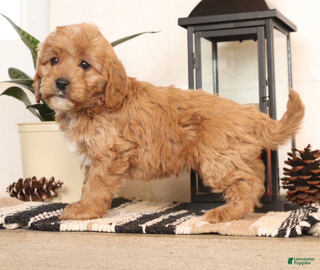 Cavapoo dogs for sale: Mason - Ad 1