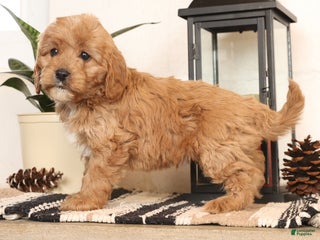 Cavapoo dogs Mason - Ad 8