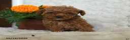 Miniature Poodle dogs for sale: Norman - Ad 3