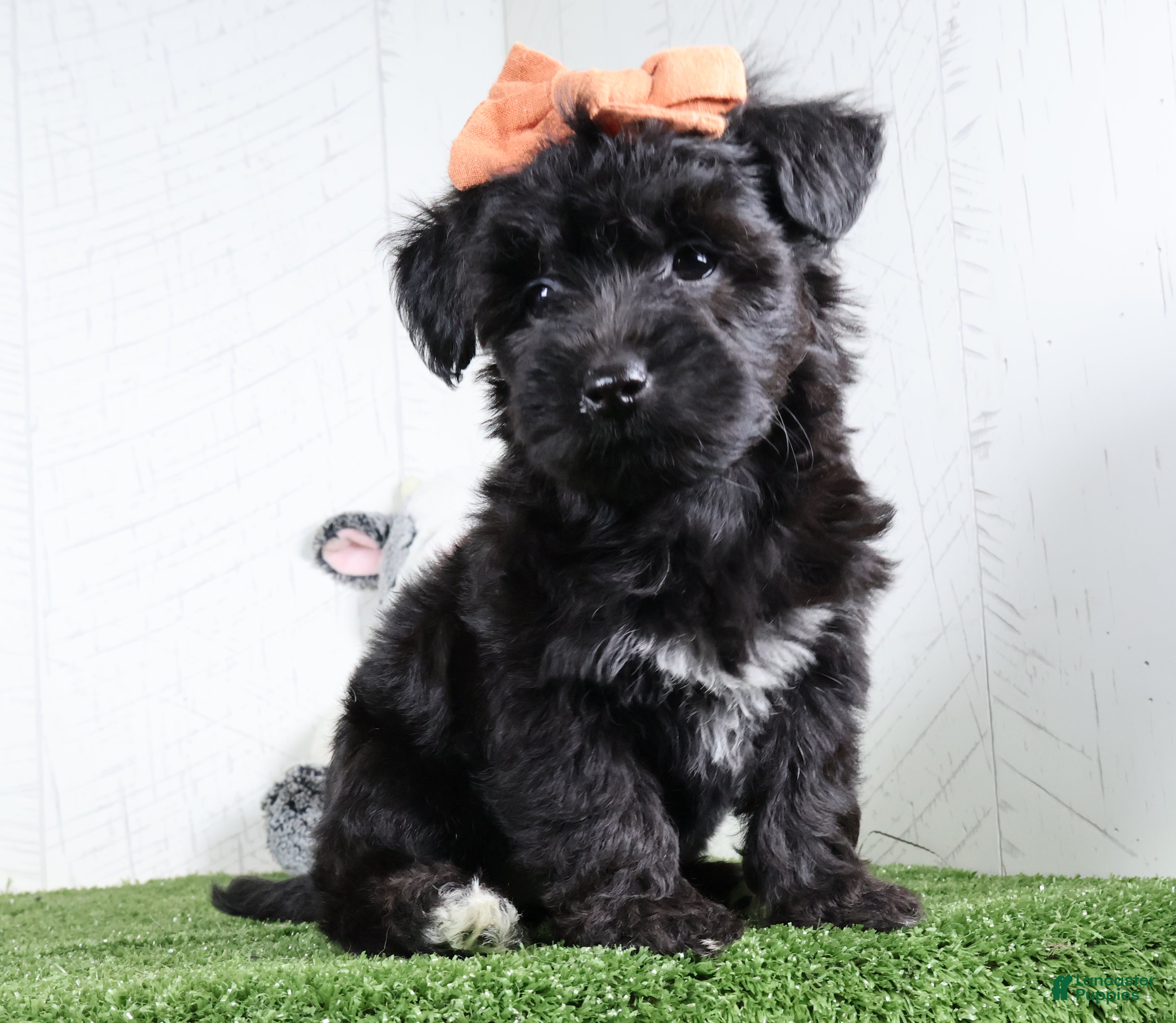 Yochon dogs Kacey - Ad 1