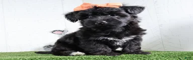 Kacey