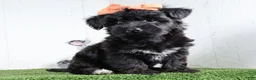 Yochon dogs for sale: Kacey - Ad 1
