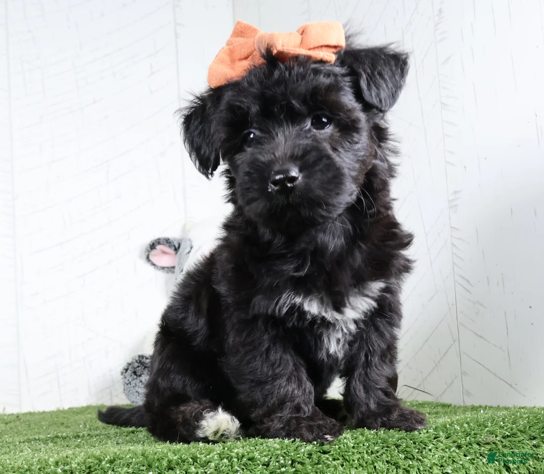 Yochon dogs for sale: Kacey - Ad 1