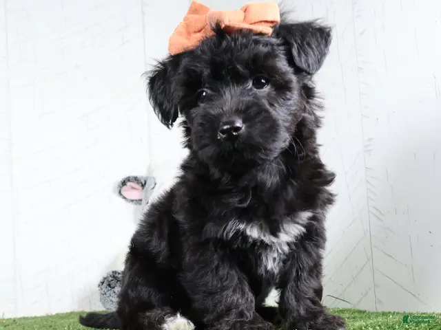 Yochon dogs for sale: Kacey - Ad 1