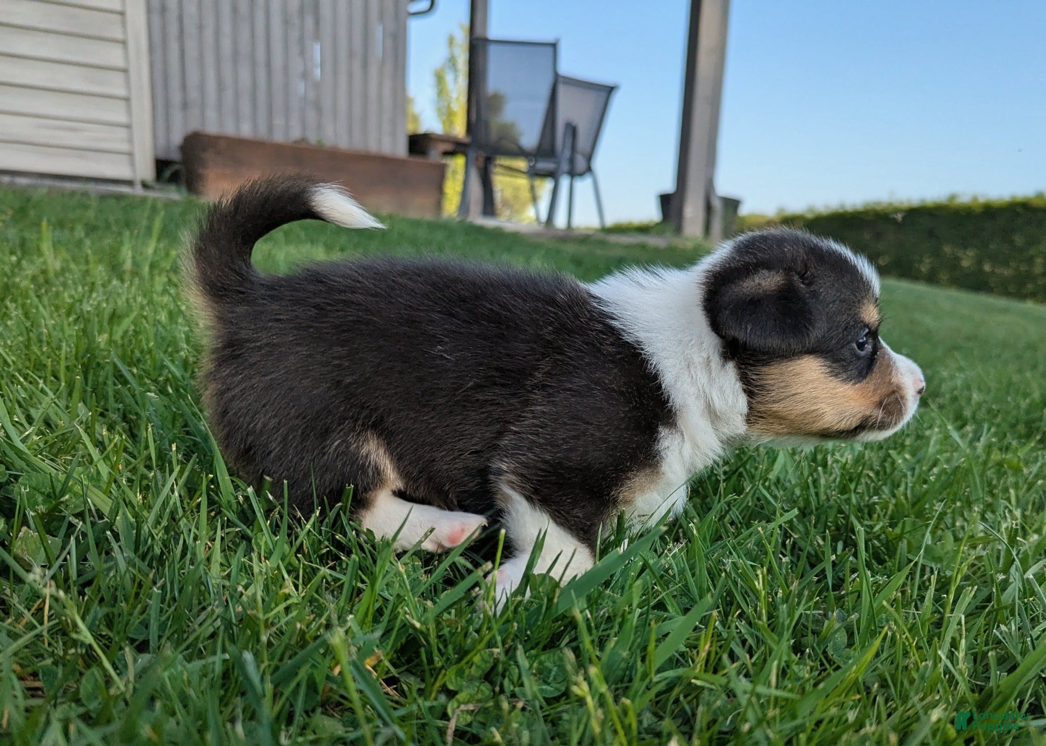 Welsh Corgi Pembroke dogs Aspen  - Ad 7