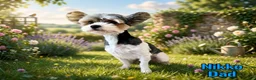 Biewer Terrier dogs for sale: Valentino Male Biewer Terrier - Ad 6
