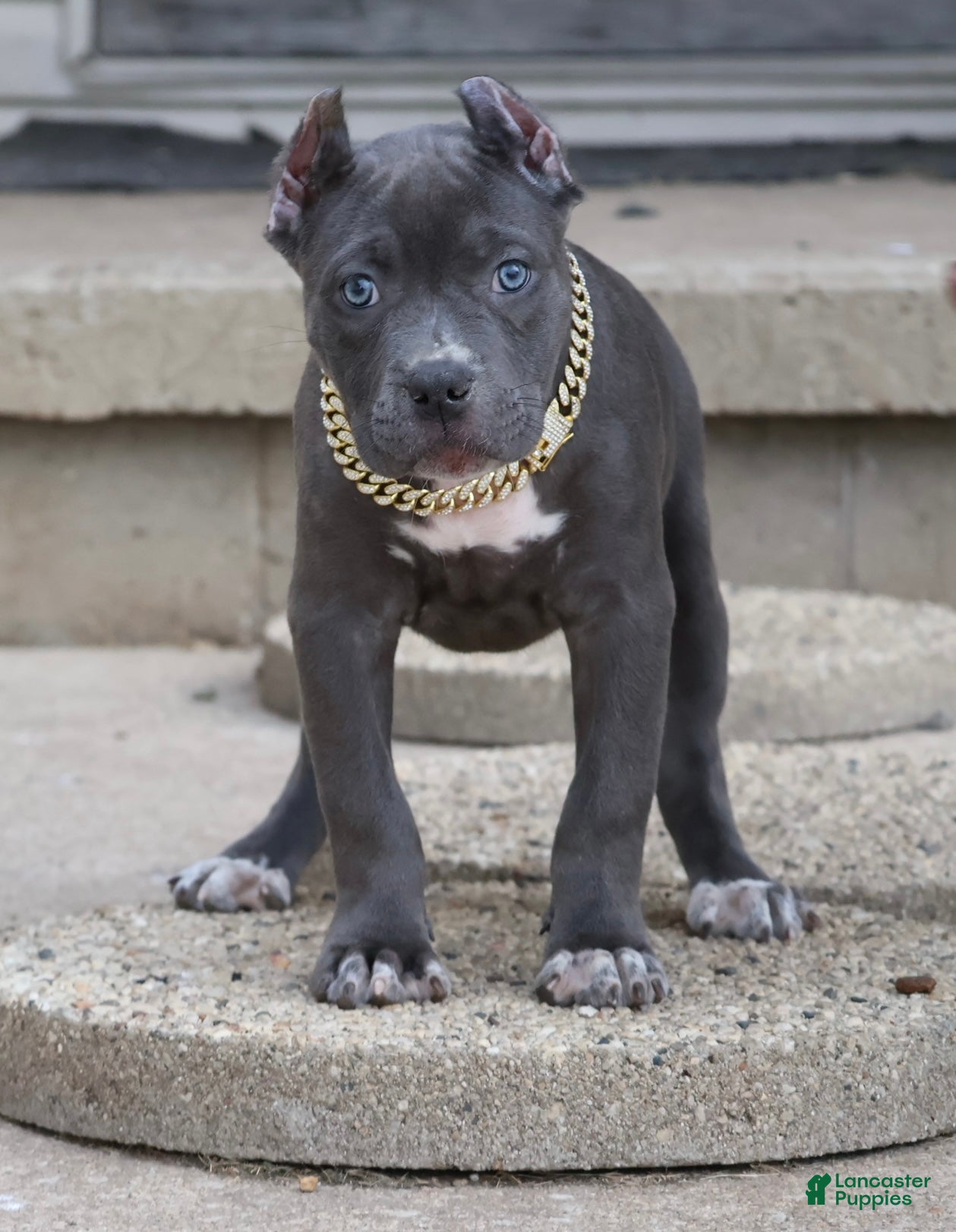 American Bully dogs Duchess - Ad 1