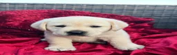 Labrador Retriever dogs for sale: Yellow Boy - Ad 3