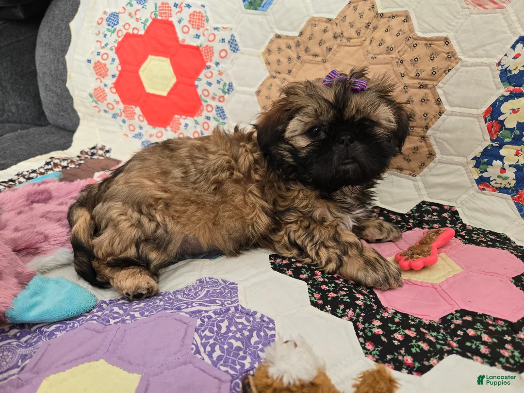 Shih Tzu dogs for sale: Dallas - Ad 5