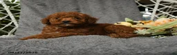 Goldendoodle dogs for sale: Harky - Ad 3