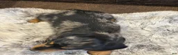 Miniature Dachshund dogs for sale: Angus - Ad 3