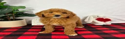 Mini Goldendoodle dogs for sale: Gracie - Ad 3