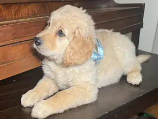 Mixed Breed dogs Biggy - Ad 35