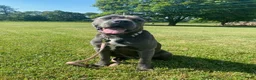 Cane Corso dogs for sale: Cane Corso Puppy 1 - Ad 1