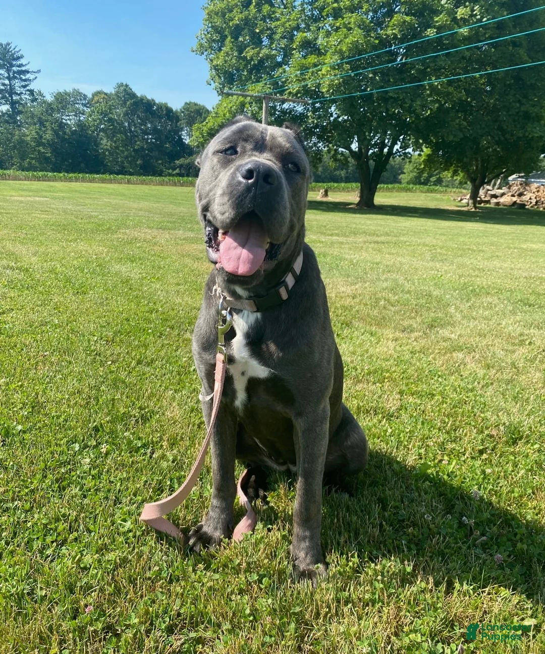 Cane Corso dogs for sale: Cane Corso Puppy 1 - Ad 1