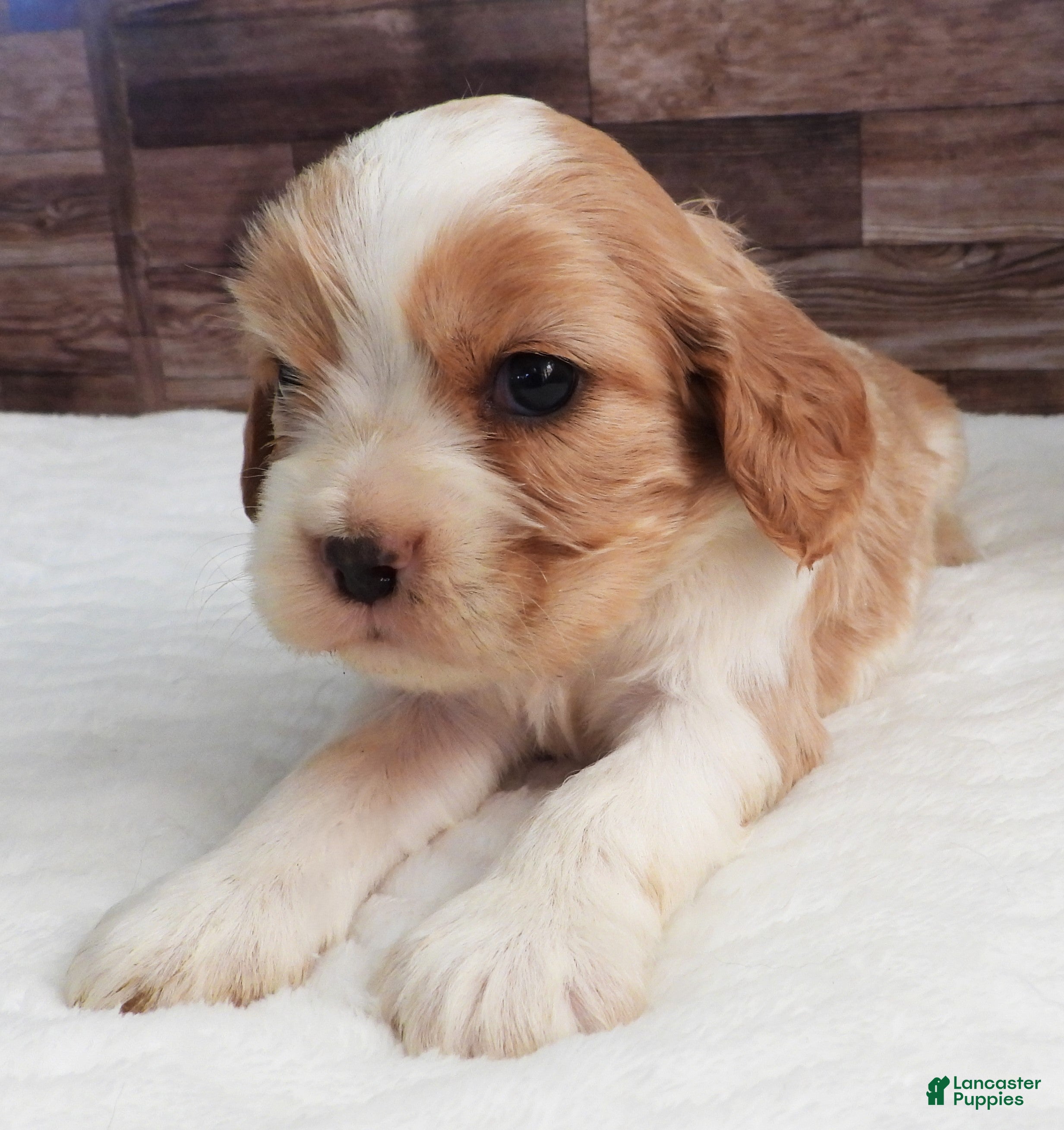 Mixed Breed dogs Cockalier #1 Female - Ad 28