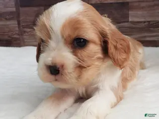 Mixed Breed dogs Cockalier #1 Female - Ad 28