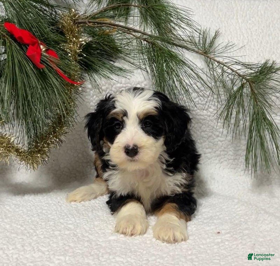 Mini Bernedoodle dogs for sale: Bailee - Ad 3