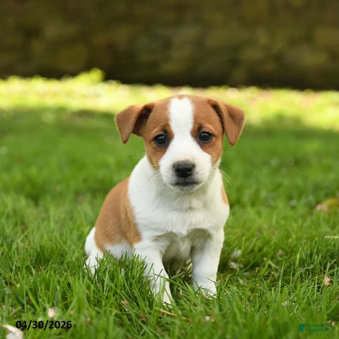 Jack Russell Terrier dogs for sale: Heather - Ad 2