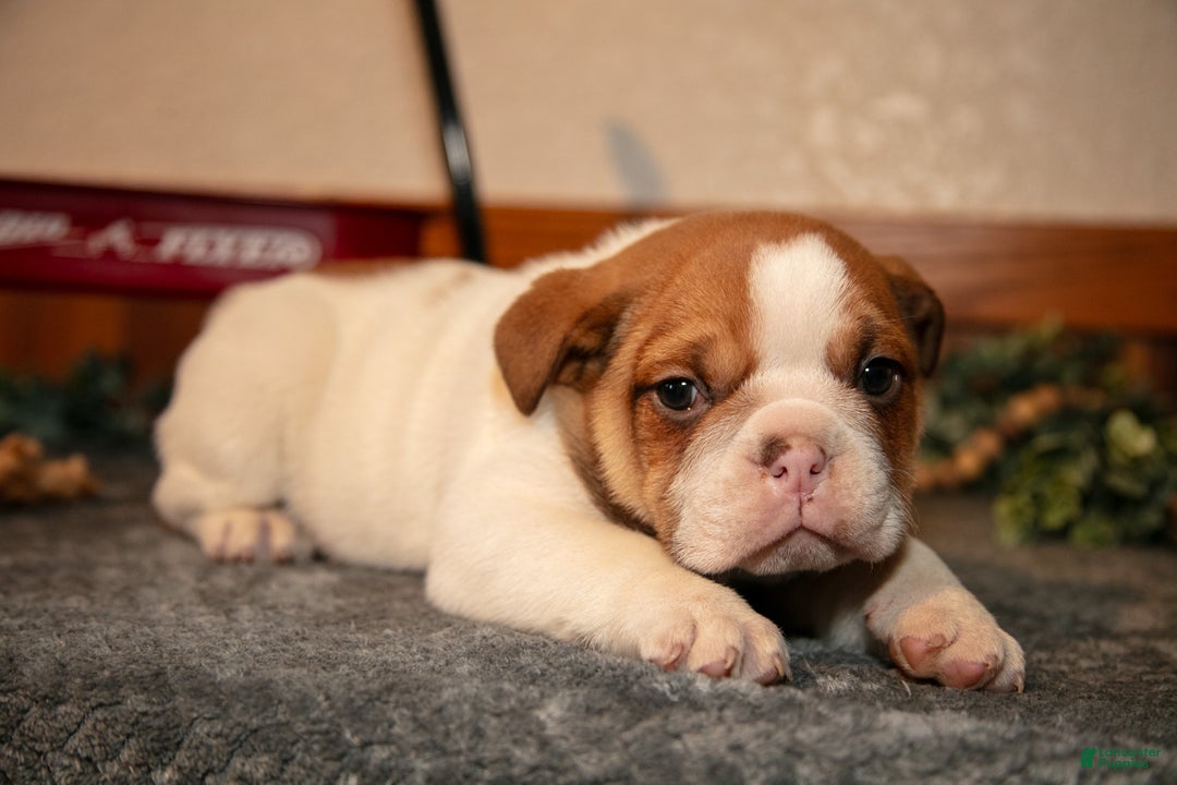 Mixed Breed dogs for sale: Percy - Ad 3