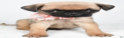 Pug dogs for sale: Alisha - Ad 7