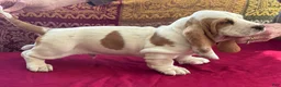 Basset Hound dogs for sale: Blue - Ad 2