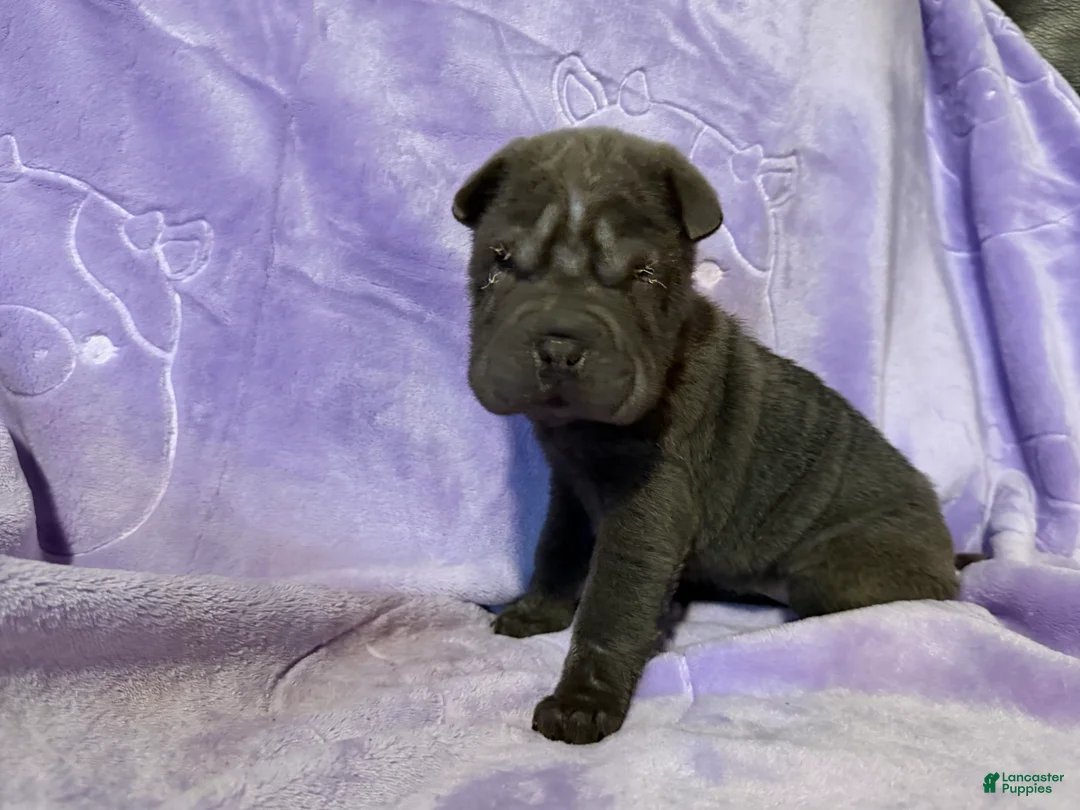 Shar Pei dogs for sale: Rapunzel - Ad 2