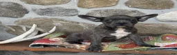 Frenchton dogs for sale: Bennett - Ad 3