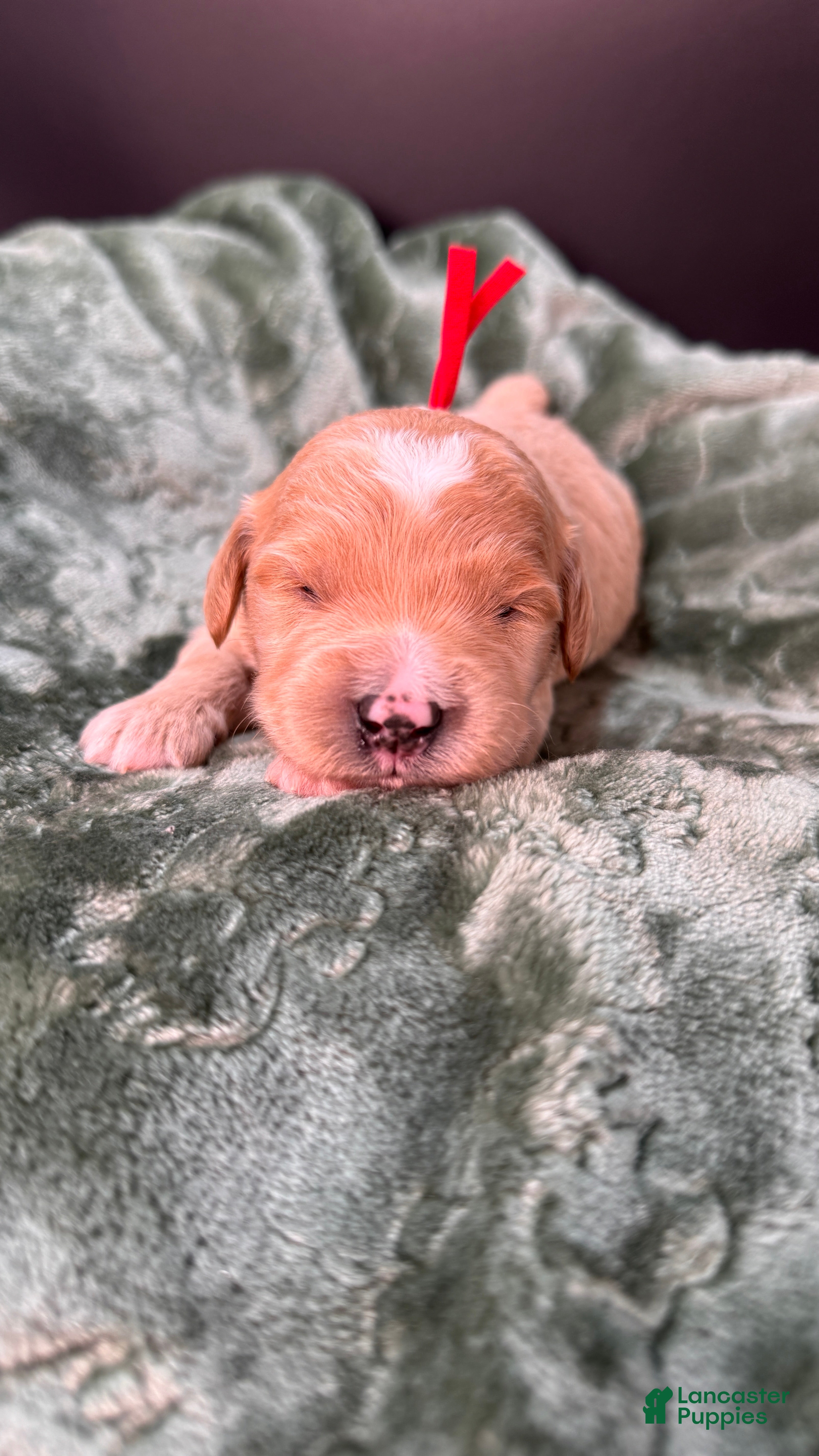 Mini Goldendoodle dogs Winston F One - Ad 13