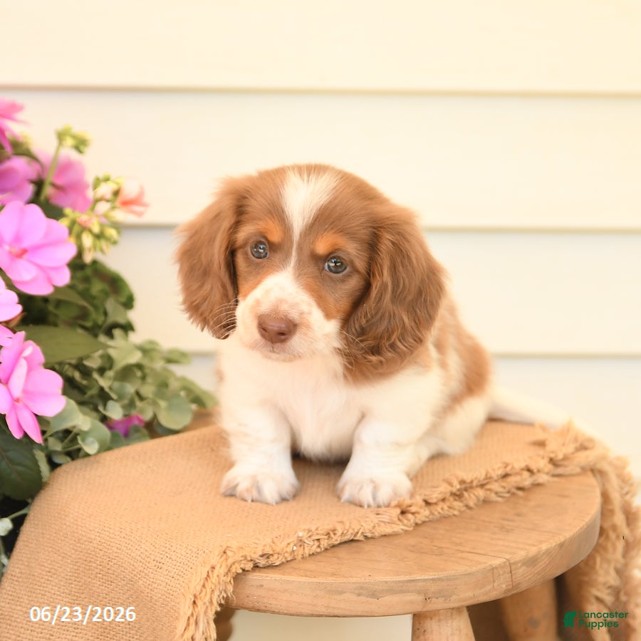 Dachshund dogs Tanner - Ad 1