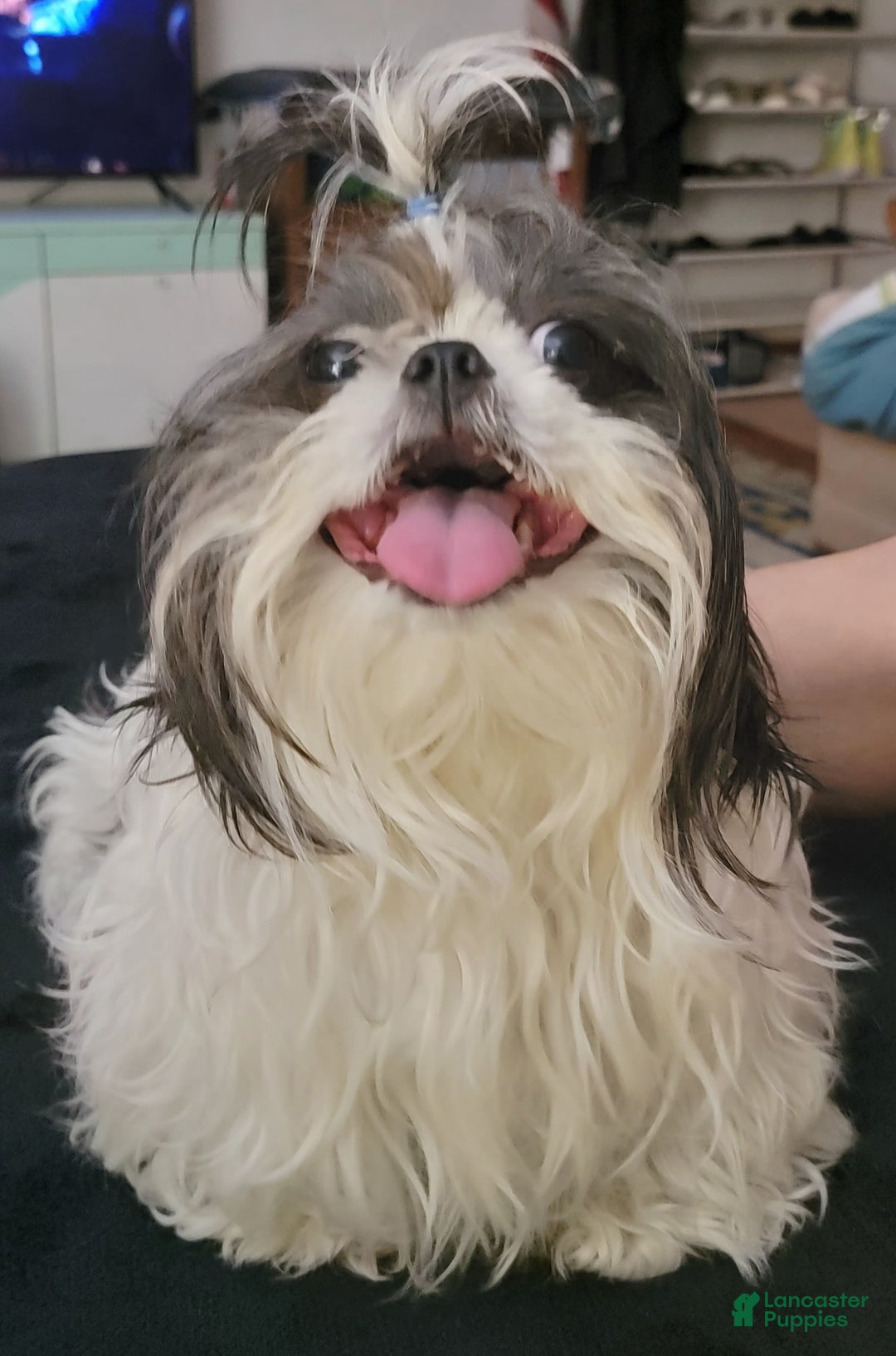 Shih Tzu dogs for sale: CHARLIE, Shih Tzu, Male, 10 weeks, AKC Champion Blood Line - Ad 14