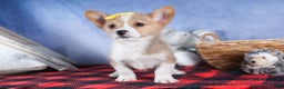 Welsh Corgi Pembroke dogs for sale: Monty - Ad 13