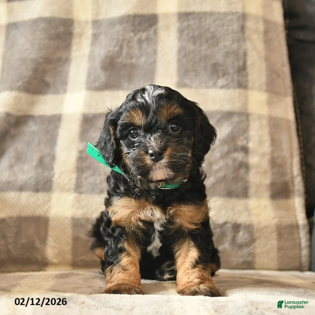 Cavapoo dogs for sale: Callie  - Ad 1