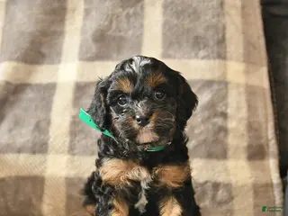 Cavapoo dogs Callie - Ad 12