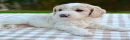 Goldendoodle dogs for sale: Patch-mini  - Ad 5
