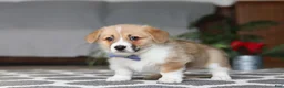 Welsh Corgi Pembroke dogs for sale: Valentine - Ad 5