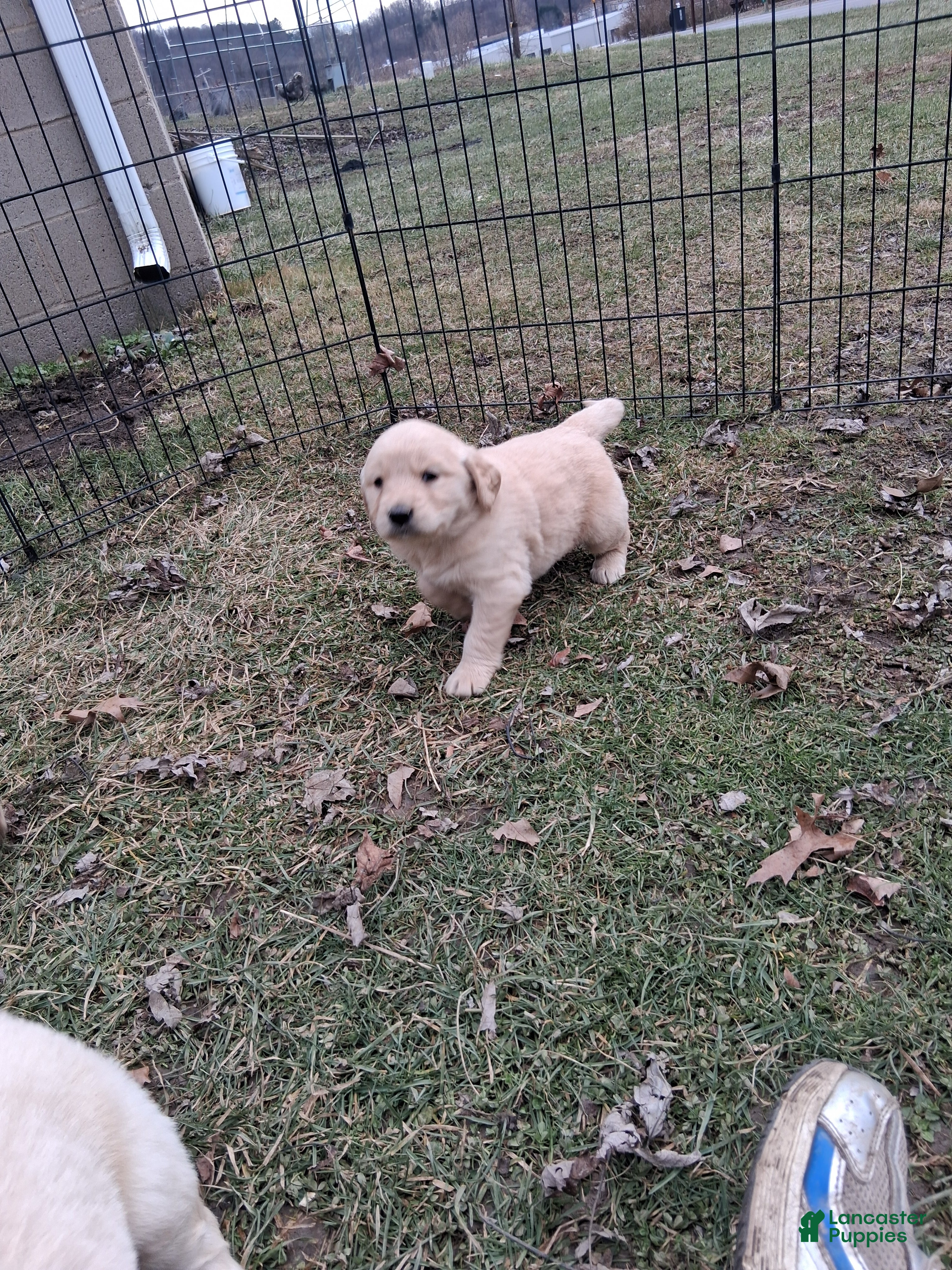 Golden Retriever dogs Honey - Ad 4