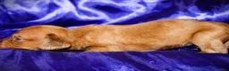 Dachshund dogs for sale: Athena - Ad 6