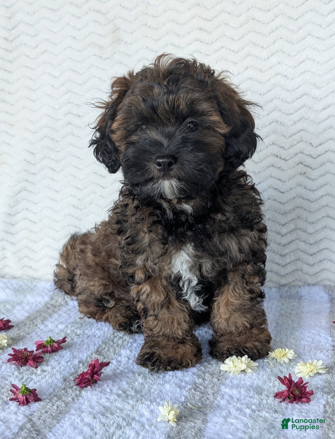 Fully grown Shihpoo Puppies for sale Lancaster Puppies