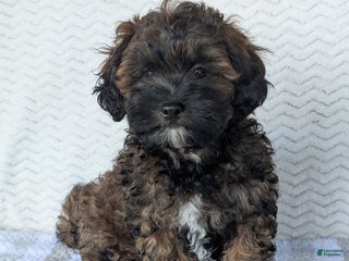 Shihpoo dogs - Ad 24