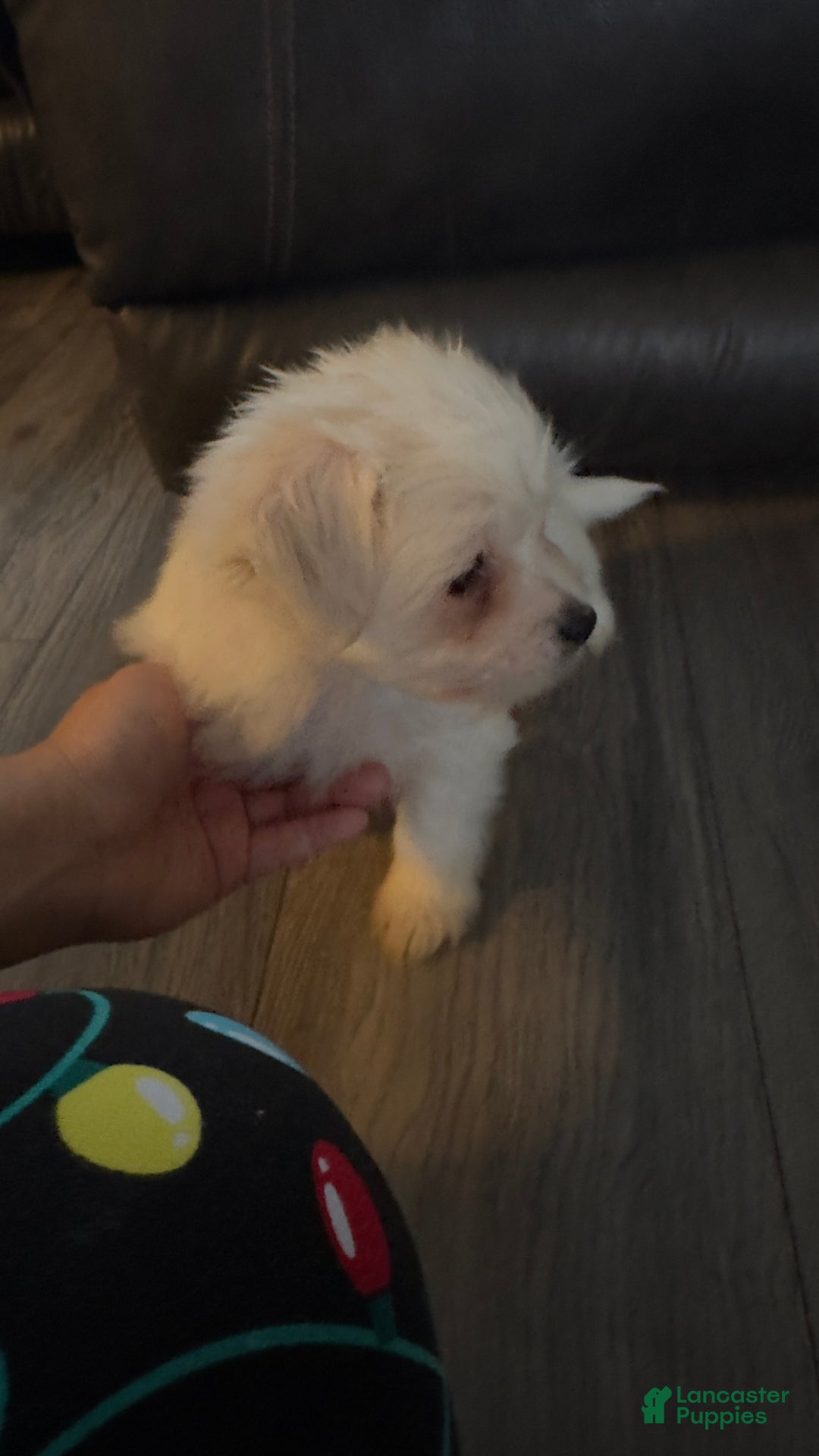 Maltese dogs for sale: Odie  - Ad 3